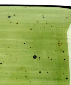 Peill+Putzler Platte M Genua | Grün / Weiß Platte M 13 Peill+Putzler Platte M Genua | Grün / Weiß Platte M -Geschirr Verkaufsladen 11524904 6 202206271234